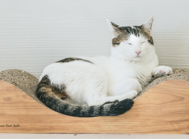 National Cat Day! : Take Photos with Your Cat and Share!